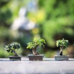 Le bonsaï ficus : comment le choisir et l'entretenir ?